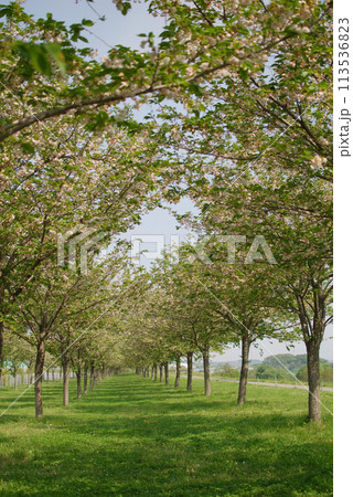 桜のトンネル(山桜,葉桜,桜並木,桜の街道,桜の新緑) 113536823