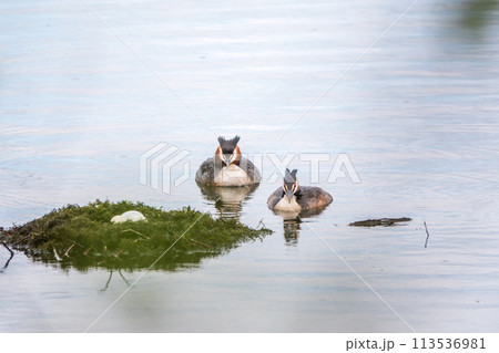 Two waterfowl birds Great Crested Grebes swim in the lake near its nest with eggs, nesting time on the green lake 113536981