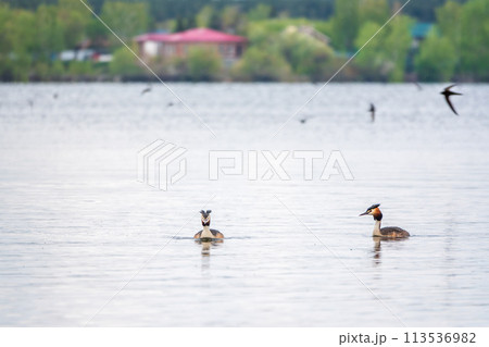 Two Great Crested Grebes swim in the lake 113536982