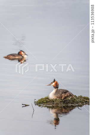 Great Crested Grebe, Podiceps cristatus, water bird sitting on the nest, nesting time on the green lake Great Crested Grebe, Podiceps cristatus, water bird sitting on the nest, nesting time on the green lake 113536988