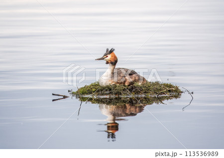 Great Crested Grebe, Podiceps cristatus, water bird sitting on the nest, nesting time on the green lake Great Crested Grebe, Podiceps cristatus, water bird sitting on the nest, nesting time on the green lake 113536989