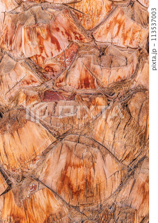 Palm tree bark tropical texture. Cracked wood texture background. Closeup palm bark 113537003