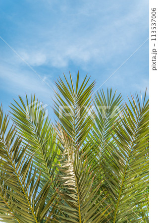 Palm tree with green leaves on blue background 113537006