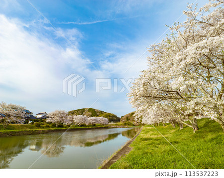 川で咲く満開の桜　春のソメイヨシノ　岡山県 113537223