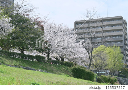 竹下周辺の桜 竹下周辺の桜 113537227