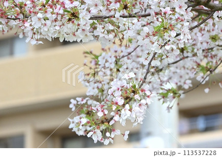 桜のある風景 桜のある風景 113537228