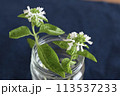 瓶に入ったハーブの花 113537233