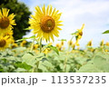 太陽に向かって咲くひまわり 113537235