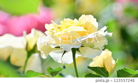 薄い黄色が綺麗な バラの花 薄い黄色が綺麗な バラの花 113537248