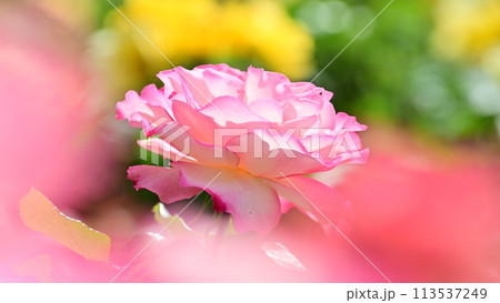 綺麗なピンク色の薔薇 綺麗なピンク色の薔薇 113537249