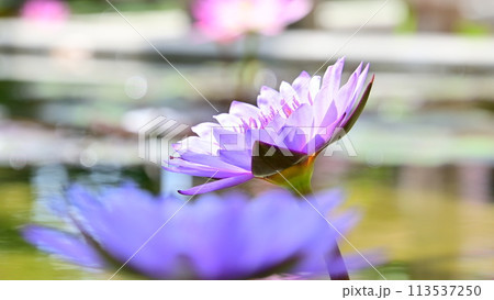 美しく綺麗な熱帯スイレン 美しく綺麗な熱帯スイレン 113537250
