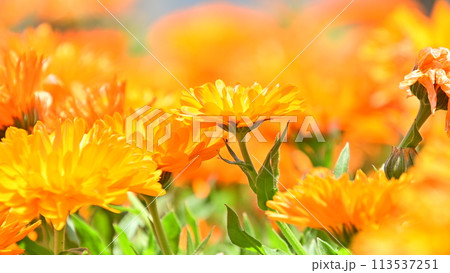 オレンジ色が鮮やかなキンセンカの花 オレンジ色が鮮やかなキンセンカの花 113537251