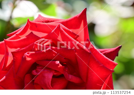 赤いバラが綺麗に咲き香る 西山公園のバラ園 赤いバラが綺麗に咲き香る 西山公園のバラ園 113537254