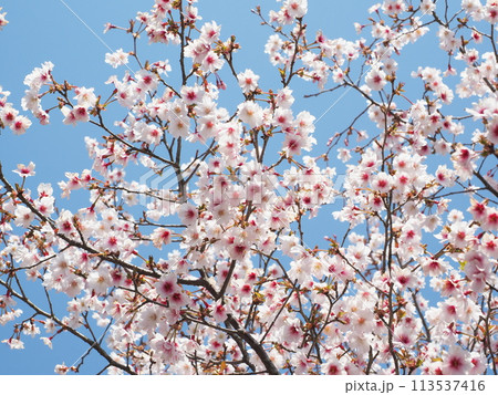 青空に映える満開の桜 青空に映える満開の桜 113537416