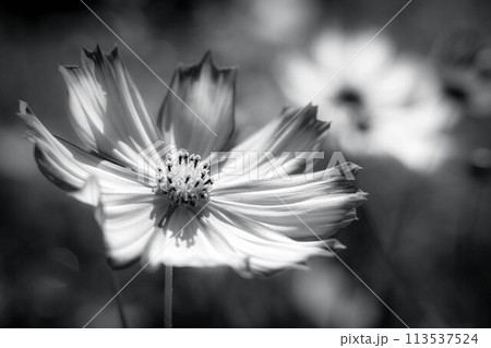 秋の陽ざしと秋桜の花～モノクローム～ 113537524
