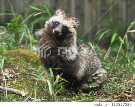 ポーズを取るタヌキ 113537589