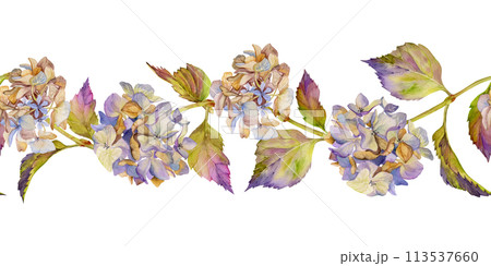 Hand drawn watercolor illustration shabby boho botanical flowers leaves. Hydrangea hortensia purple withered inflorescence stems. Seamless banner isolated white background. Design wedding, love cards 113537660