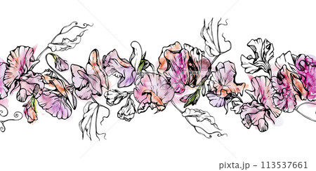 Hand drawn watercolor ink illustration botanical flowers leaves. Sweet everlasting pea, vetch bindweed legume. Seamless banner isolated on white background. Design wedding, love cards, floral shop 113537661
