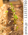 発芽したばかりの双葉 113537780
