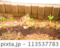 発芽したばかりの双葉 113537783