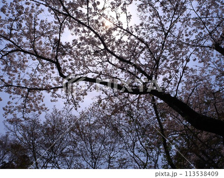 見上げた桜 見上げた桜 113538409