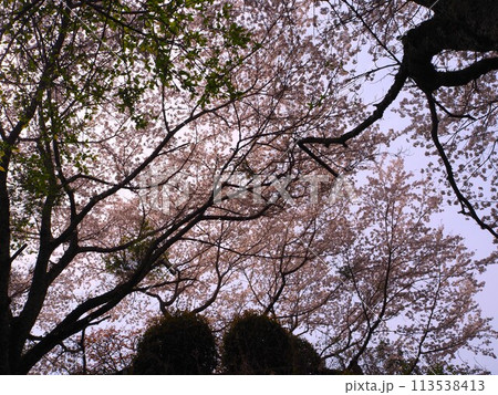 見上げた桜 113538413