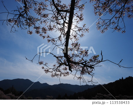見上げた桜 113538433