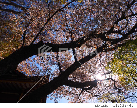 見上げた桜 113538446