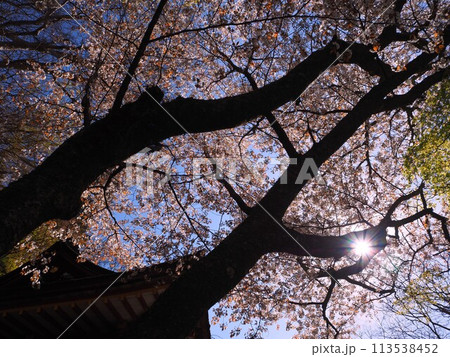 見上げた桜 見上げた桜 113538452