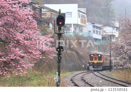 わたらせ渓谷鐵道「雨の日ピンク色鮮やかなの桜と列車」 113538581