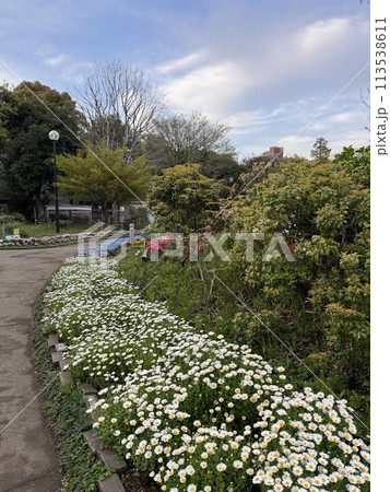 公園の遊歩道沿いの花壇 公園の遊歩道沿いの花壇 113538611