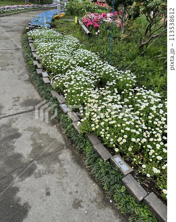 公園の遊歩道沿いの花壇 公園の遊歩道沿いの花壇 113538612
