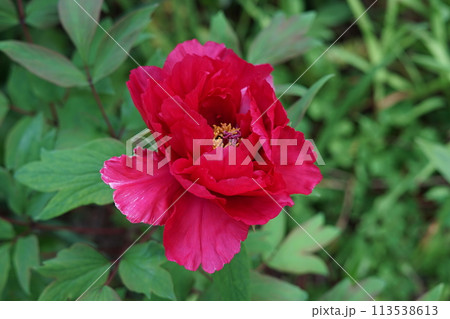 斑入り牡丹開花 斑入り牡丹開花 113538613
