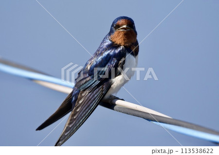 ツバメ（早朝） 113538622