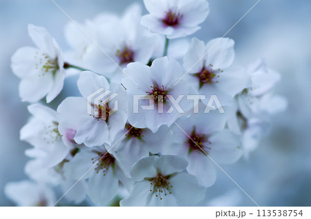 桜 染井吉野(そめいよしの) 113538754