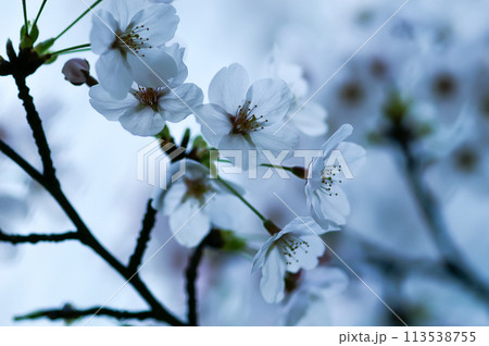 桜 染井吉野(そめいよしの) 113538755