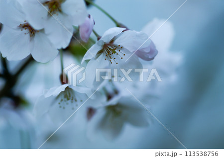 桜 染井吉野(そめいよしの) 113538756