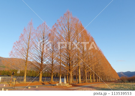 朝日を浴びる落葉したメタセコイア並木 滋賀県高島市マキノ町 朝日を浴びる落葉したメタセコイア並木 滋賀県高島市マキノ町 113539553