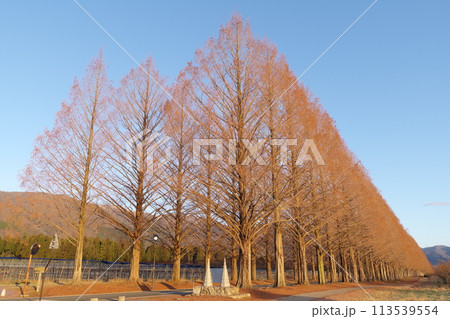 朝日を浴びる落葉したメタセコイア並木　滋賀県高島市マキノ町 113539554