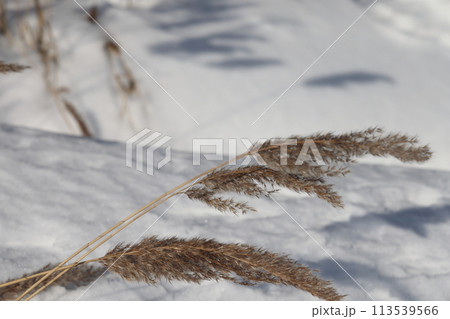Pampas grass outdoor in light pastel colors. Dry reeds boho style. 113539566