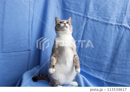 Gray cat with blue eyes portrait on blue background 113539617