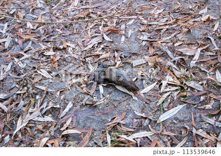 Dog poop on the ground on leaves Dog poop on the ground on leaves 113539646