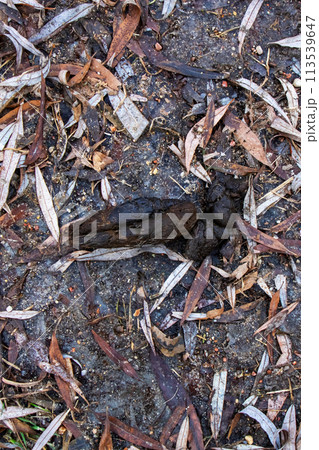 Dog poop on the ground on leaves closeup Dog poop on the ground on leaves closeup 113539647