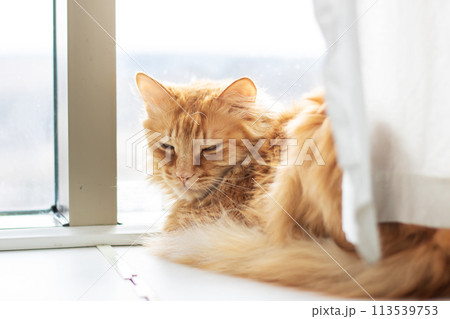 Red fluffy Maine resting at home closeup 113539753