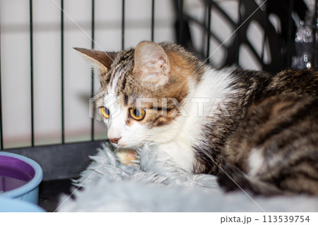Little funny gray kitten close up portrait 113539754