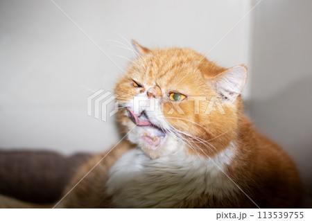 Ginger exotic cat with a catheter on his paw 113539755