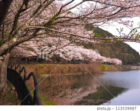 大阪　新滝の池　満開の桜 113539987