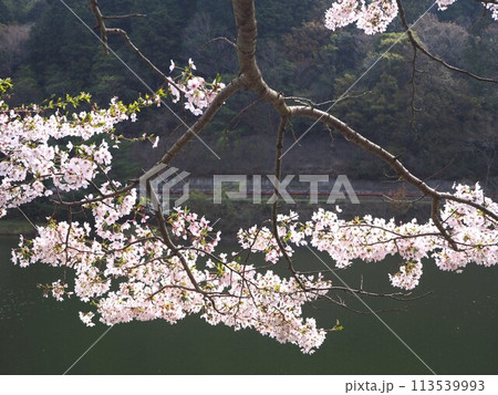 大阪 新滝の池 満開の桜 大阪 新滝の池 満開の桜 113539993