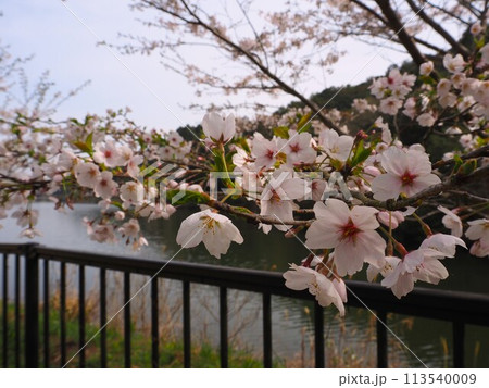大阪 新滝の池 満開の桜 大阪 新滝の池 満開の桜 113540009