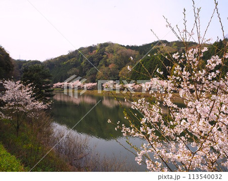 大阪　新滝の池　満開の桜 113540032